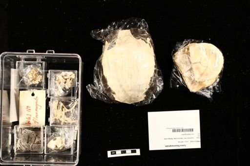 Cuora flavomarginata