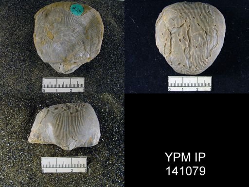 Productus (Linoproductus) lineatus