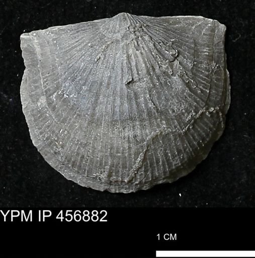Stropheodonta sp.