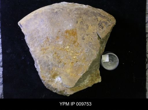 Sphenodiscus lenticularis mississippiensis