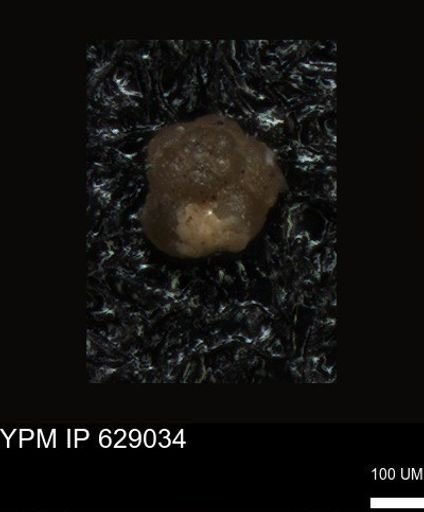 undet. Foraminiferida