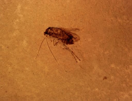 undet. Blattodea