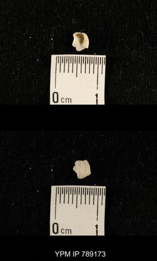 undet. Brachiopoda