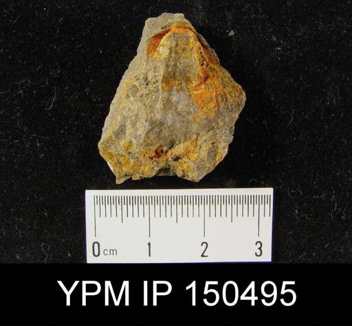 Orthorhynchula sp.