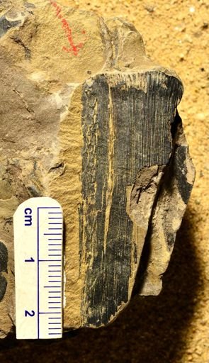 Calamites sp.