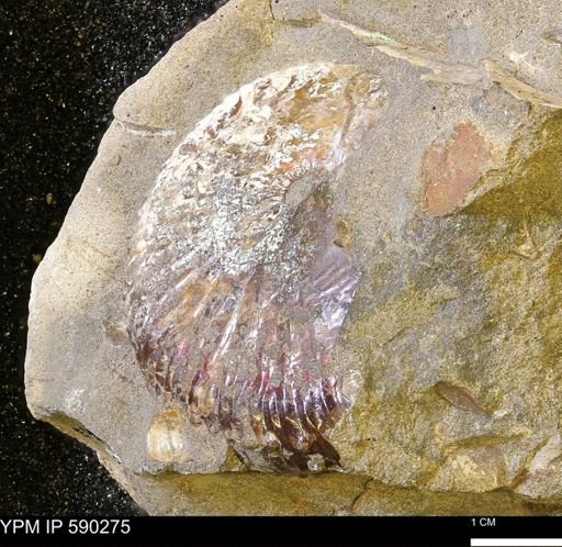 undet. Ammonoidea