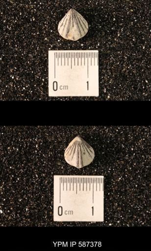 Camarotoechia whitei