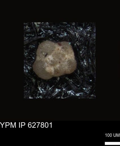 undet. Foraminiferida