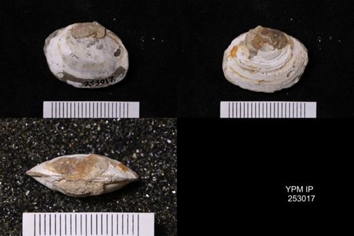 Corbicula?