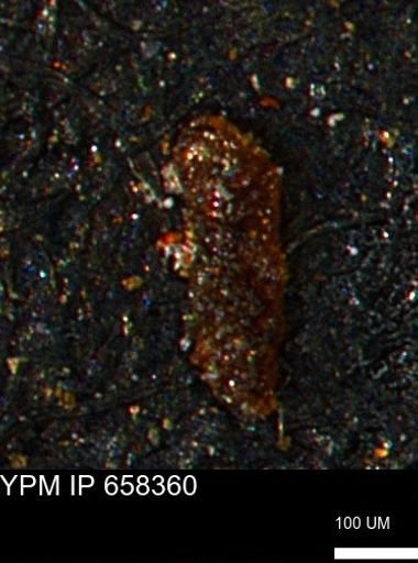 Verneuilinoides kansasensis