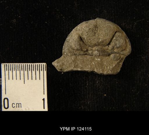 Phacops rana