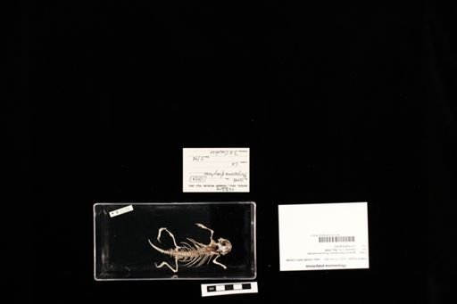 Phrynosoma platyrhinos