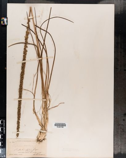Triglochin maritima
