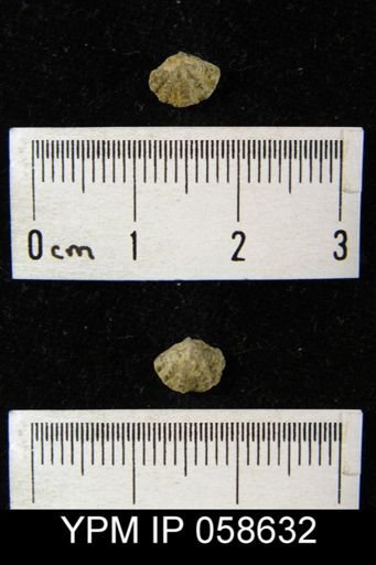 Atrypina imbricata
