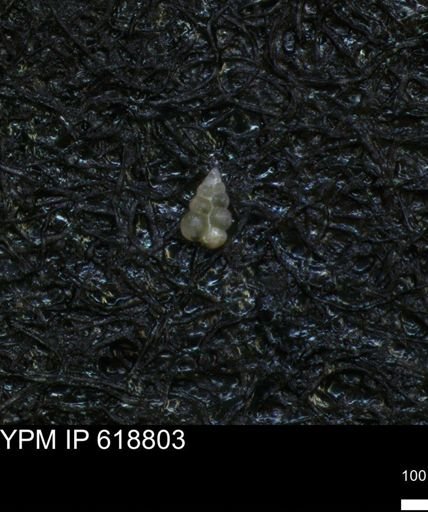 undet. Heterohelicidae