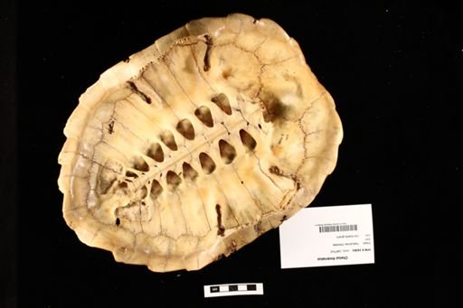 Chelus fimbriatus