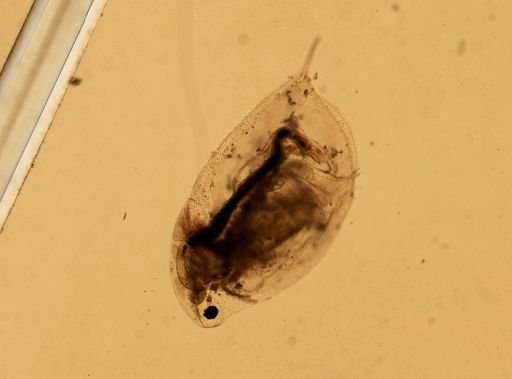 Daphnia pulex