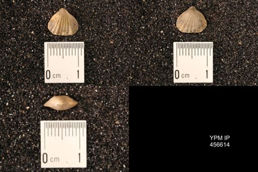 Rhynchonella dentata