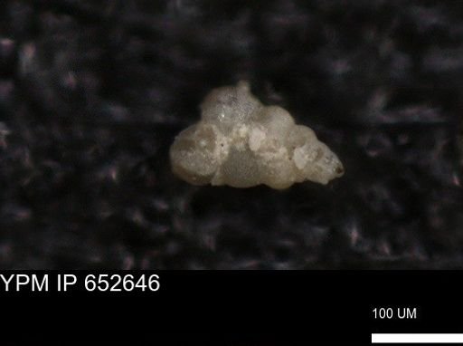 undet. Foraminiferida