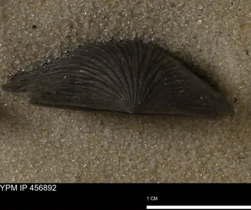 Stropheodonta sp.