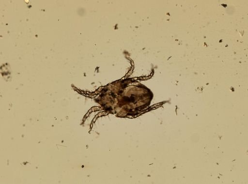 Rhombognathides mucronatus
