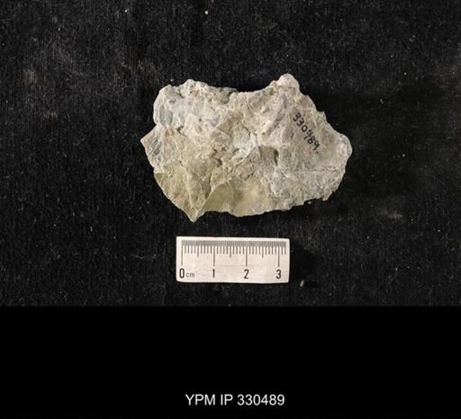 Strophomena sp.