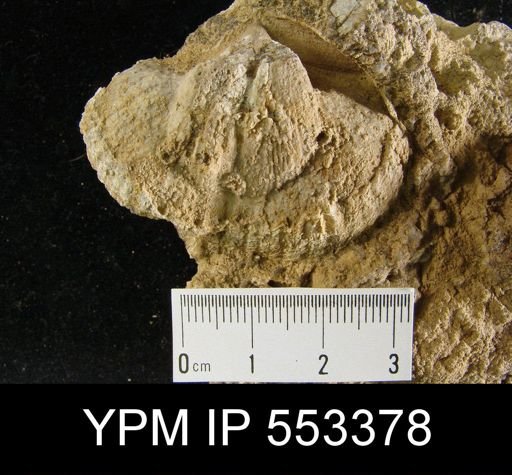 Costispirifer arenosus