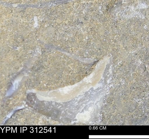 undet. Bivalvia