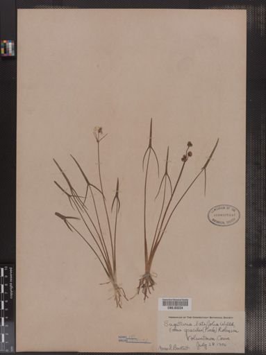Sagittaria latifolia f. gracilis