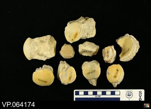 undet. Mosasauridae
