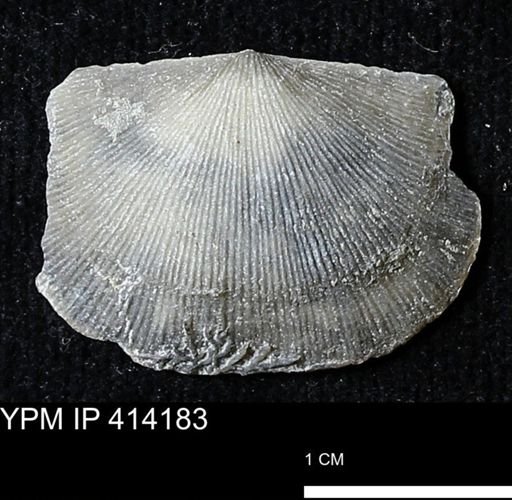 Devonochonetes mucronatus?