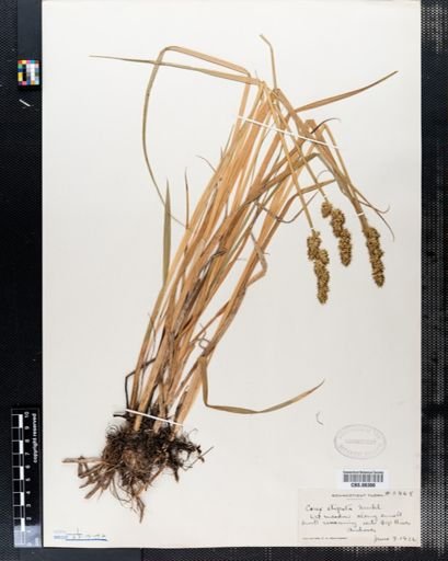 Carex stipata