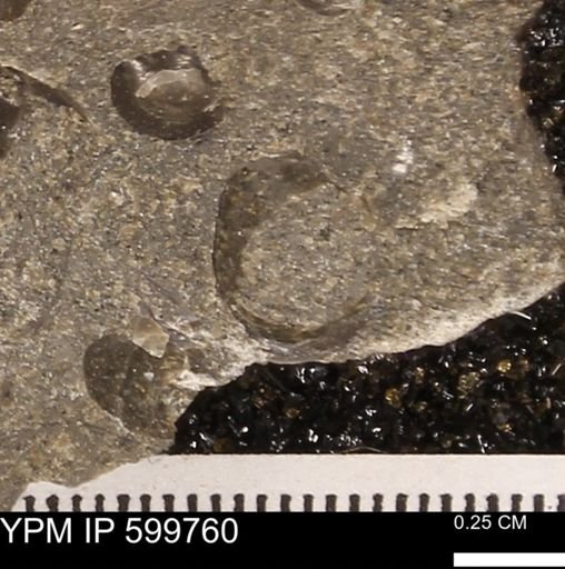 Protocardia subquadrata