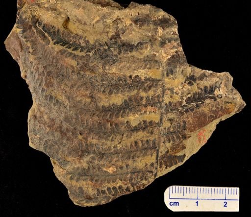 Microphyllopteris gieseckiana