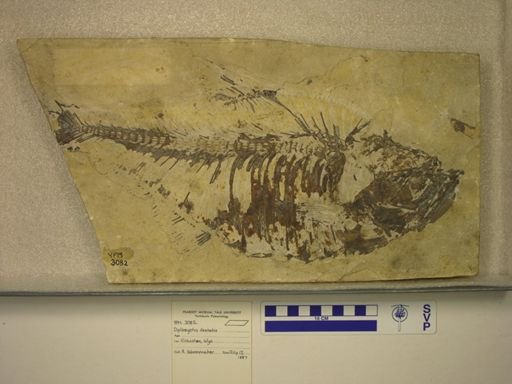 Diplomystus dentatus