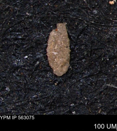 Miliammina manitobensis