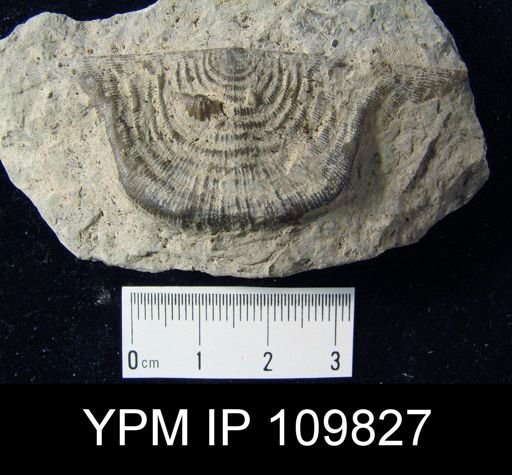 Leptaena rhomboidalis