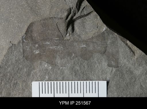 undet. Eurypterida