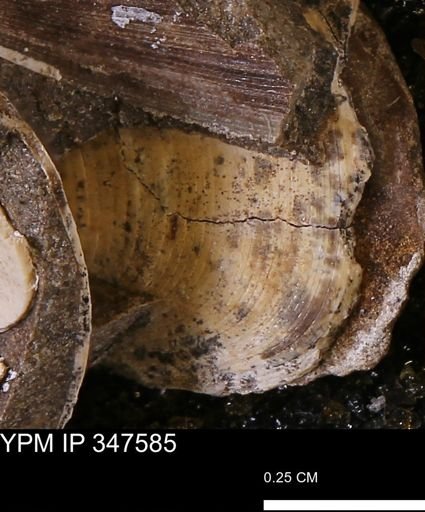Limopsis striatopunctatus