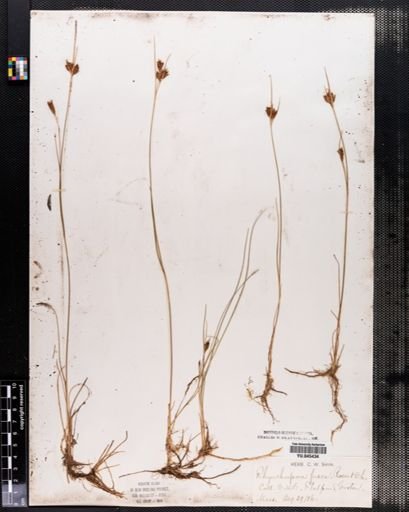 Rhynchospora fusca