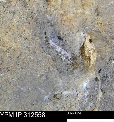 undet. Mollusca