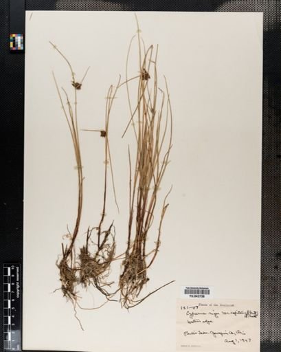 Cyperus