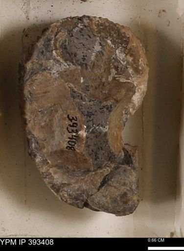 Scaphites sp.