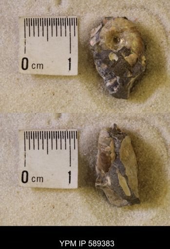 undet. Scaphitidae