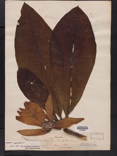 Magnolia tripetala