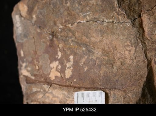 Hurdiidae?