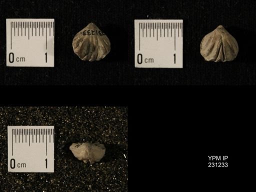Wellerella osagensis