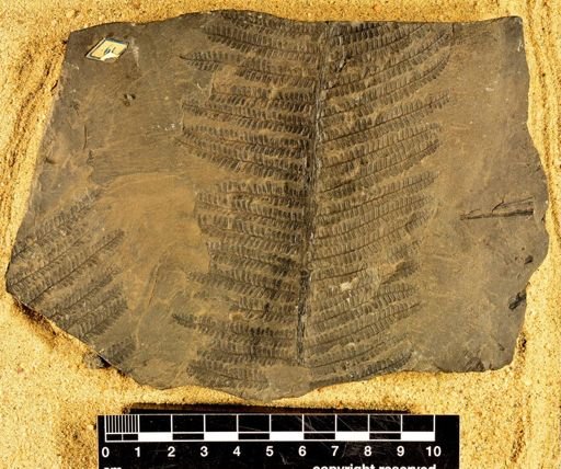 Pecopteris arborescens