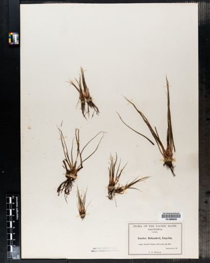Isoetes
