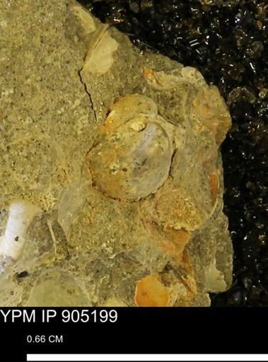 Corbulamella?